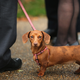 An unrelated but still adorable dachshund